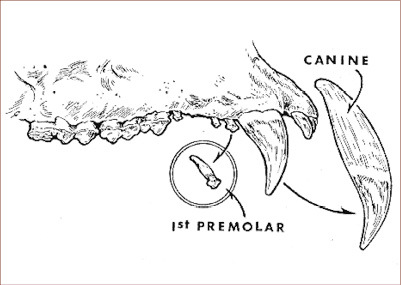 An illustration showing the location of the 1st premolar in a bear's jaw.