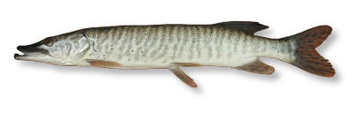 Freshwater Fish Identification - Washington Fishing