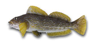Saltwater Fish Identification - Washington Fishing