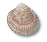 Cockle Clam
