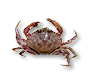 Pacific Graceful Crab