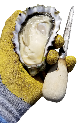Puget Sound Oysters