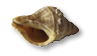 Native Oyster Drill Snail