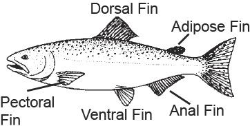 Diagram of a fish labeled with fins: dorsal fin, adipose fin, anal fin, ventral fin, and pectoral fin.