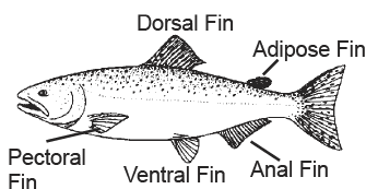 Diagram of a fish with labeled fins: dorsal fin, adipose fin, anal fin, ventral fin, and pectoral fin.