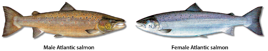 Side-by-side illustration of a male Atlantic salmon with a brown, spotted body and a female Atlantic salmon with a silvery-blue body.