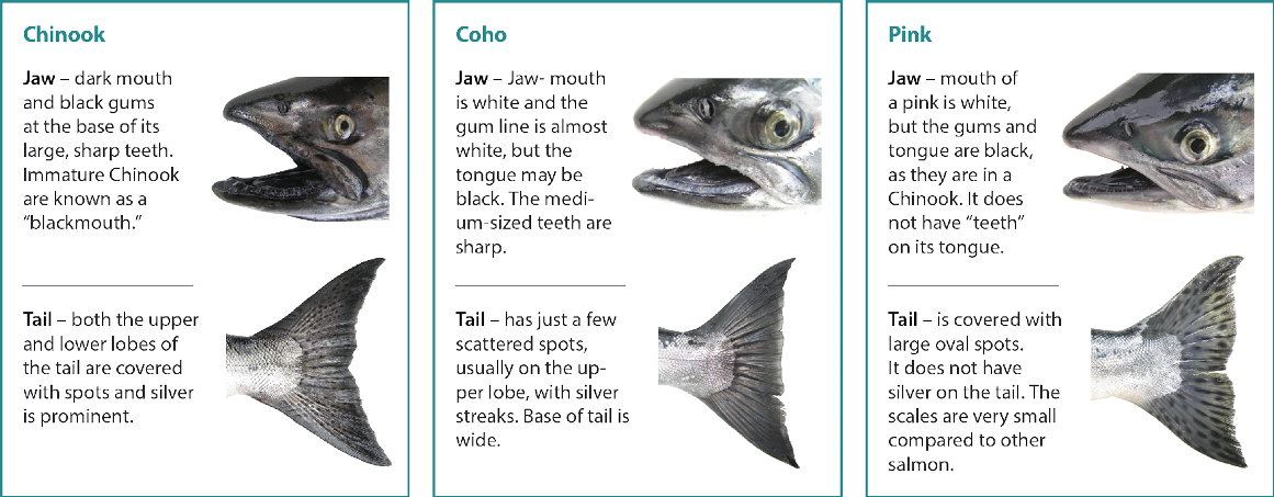 Comparison chart showing Chinook, Coho, and Pink salmon with close-up images of jaws and tails. Chinook have dark mouths with black gums and spotted tails, Coho have white gums and a few tail spots, and Pink salmon have white mouths with black gums and large oval tail spots.