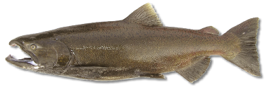 Male Chinook salmon in freshwater spawning phase, with darker brown coloring and hooked jaw, an important Pacific salmon species.