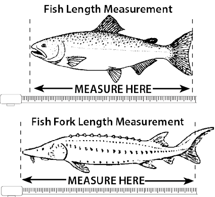 Diagram showing how to measure fish length. Top: measure total length from snout to tip of tail. Bottom: measure fork length from snout to the fork in the tail.
