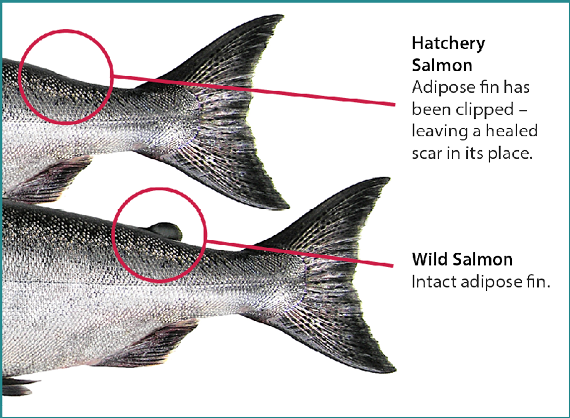 Side-by-side comparison of hatchery salmon and wild salmon tails. The hatchery salmon has a clipped adipose fin, leaving a scar, while the wild salmon shows an intact adipose fin.