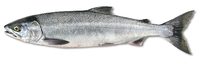 Chum salmon in its ocean phase, showing a silver body with faint markings, an important Pacific salmon species for fisheries and ecosystems.