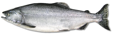 Pink salmon in its ocean phase, with a silvery body and spotted back, the smallest and most abundant Pacific salmon species.