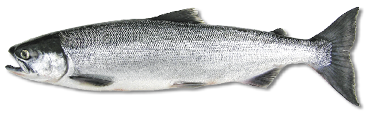 Sockeye salmon in its ocean phase, with a sleek silver body and blue-tinted back, prized for sport fishing and high-quality meat.