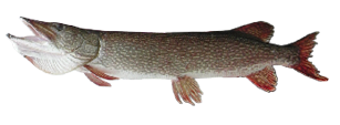 Illustration of a Northern Pike with a long, slender body, pointed snout, and greenish coloring with light spots and reddish fins.