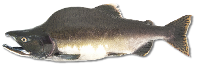 Male Pink salmon in spawning phase with pronounced humpback and hooked jaw, a key Pacific Northwest salmon species.