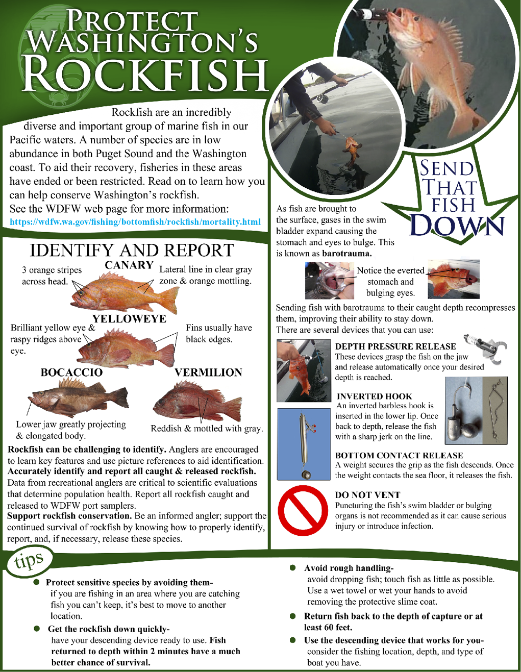 Information About Protecting Rockfish in Washington State
