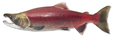 Male Sockeye salmon in spawning colors with bright red body and green head, a key Pacific Northwest salmon species.