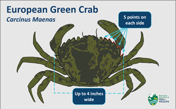 Illustration of a European green crab (Carcinus maenas) showing key features for identification, including five points on each side of the shell and a width up to 4 inches.