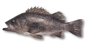 Black Rockfish