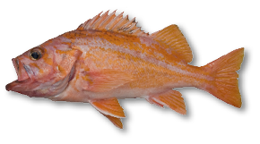 Canary Rockfish