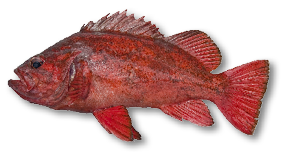Vermilion Rockfish