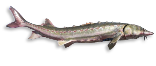 Green Sturgeon