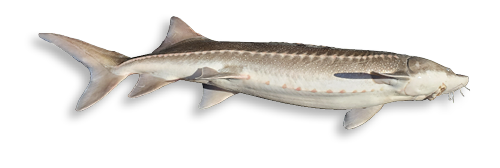 White Sturgeon