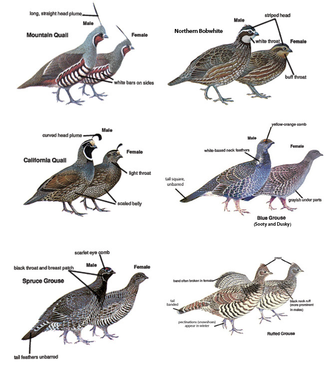Game Bird Identification Washington Game Bird Hunting eRegulations