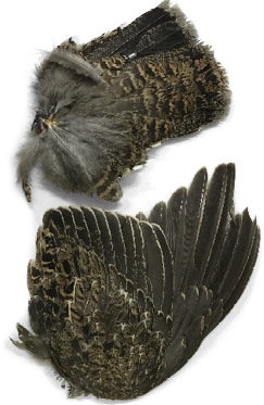 Examples of Forest Grouse wing and tail for collection.