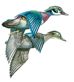 Wood Duck