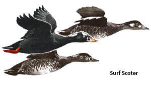 Surf Scoter
