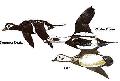 Long-Tailed Duck. Summer Drake, Winter Drake, and Hen