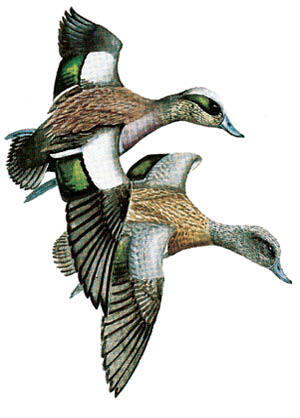 American Wigeon