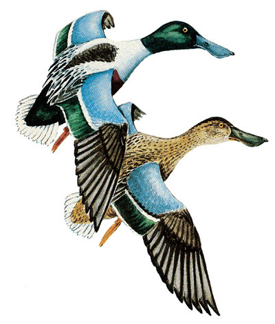 Northern Shoveler