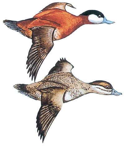 Ruddy Duck