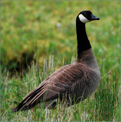 Dusky Canada Goose