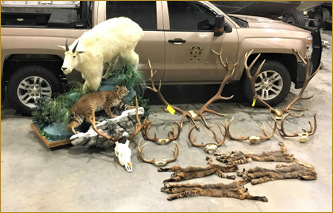 Taxidermy, Antlers and Furs Recovered from Poachers.