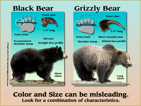 Diagram showing differences between black bears and grizzly bears for identification purposes.