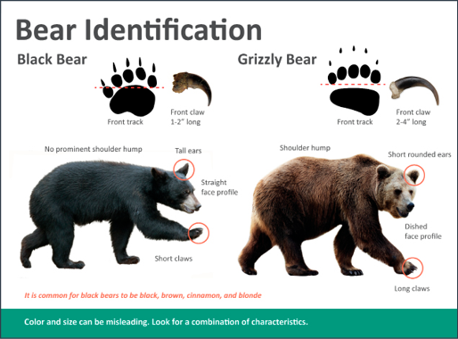 Diagram showing differences between black bears and grizzly bears for identification purposes.