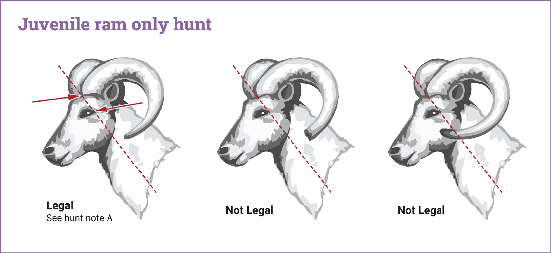 Diagram showing legal and illegal bighorn sheep for juvenile ram-only hunts in Washington, based on horn curl and angle from eye to horn base.
