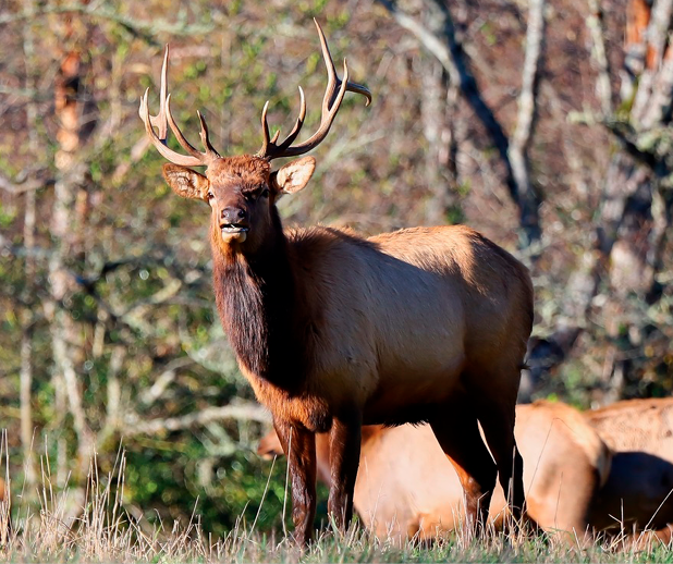 Bull elk standing alert in a grassy field with other elk nearby, showcasing Washington's wildlife during elk hunting season.