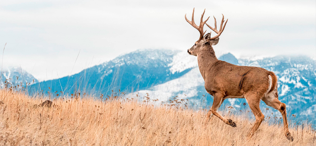 Mule deer buck running through a field with snow-covered Washington mountains in the background, showcasing local wildlife and habitat.