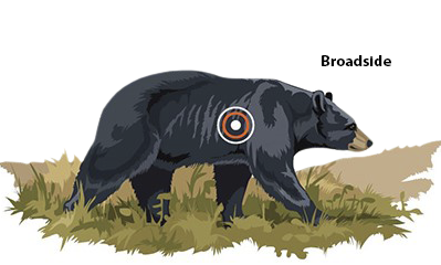 Illustration of a black bear broadside shot placement with a target area marked behind the shoulder for ethical hunting.