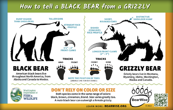 Infographic comparing black bears and grizzly bears, highlighting differences in shoulder hump, ear shape, face profile, claws, and tracks.
