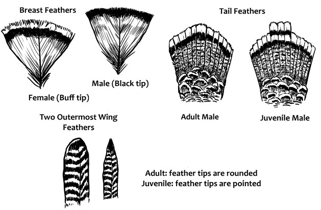 Turkey feather differences