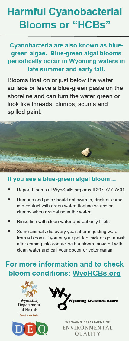 Information about harmful cyanobacteria blooms or "HCBs"