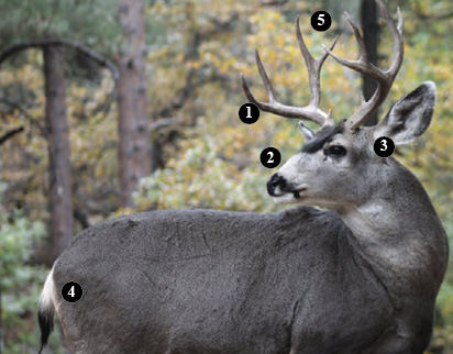 Mule Deer Characteristics