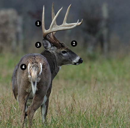 White-tail Deer Characteristics