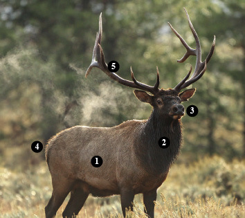 Elk Characteristics