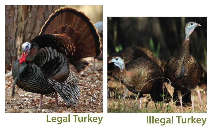 Legal Turkey